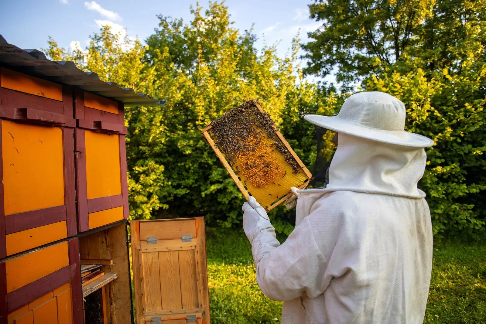 Beekeeper collecting bees wax - Ply Online