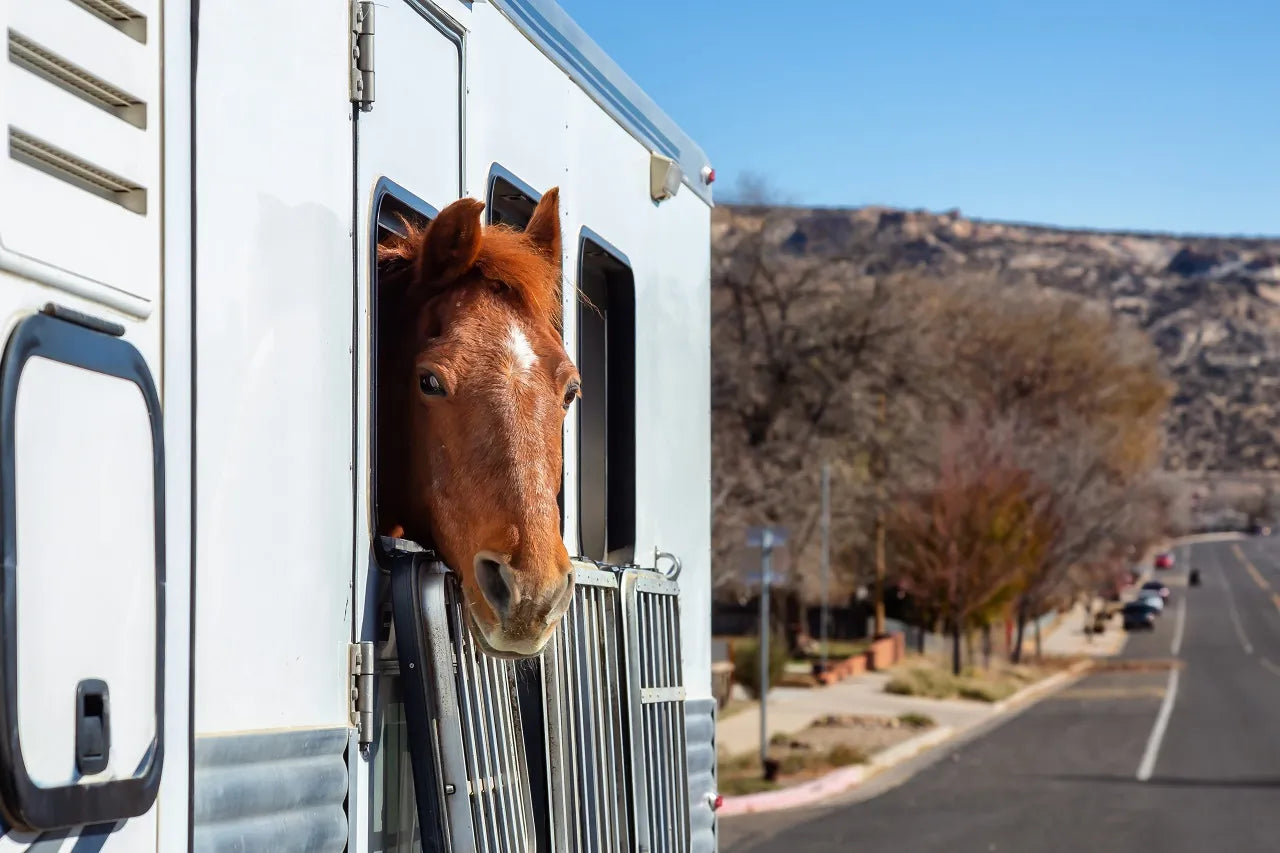 Horse looking from a horse trailer 