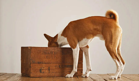 Basenji dog near the wood box