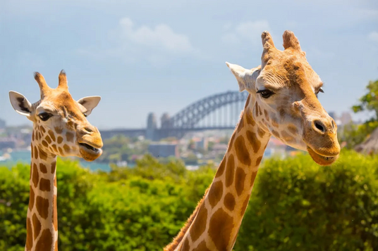 Two giraffes in the Zoo. Harbour Bridge view by Sydney Plywood Supplier Ply Online. 