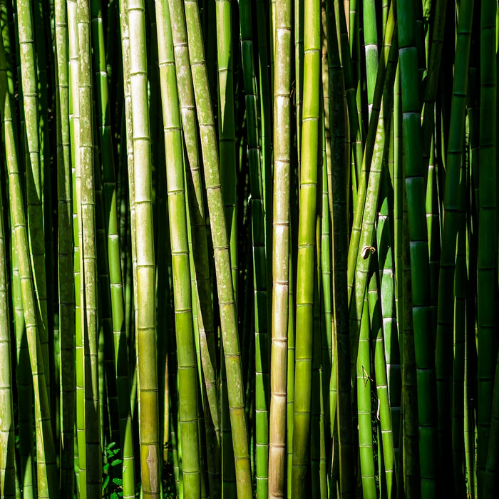 Bamboo wood stems