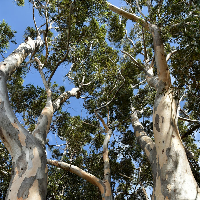 Eucalyptus Trees