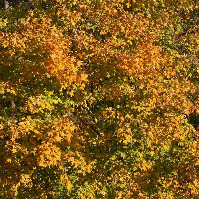 Maple tree in Autumn