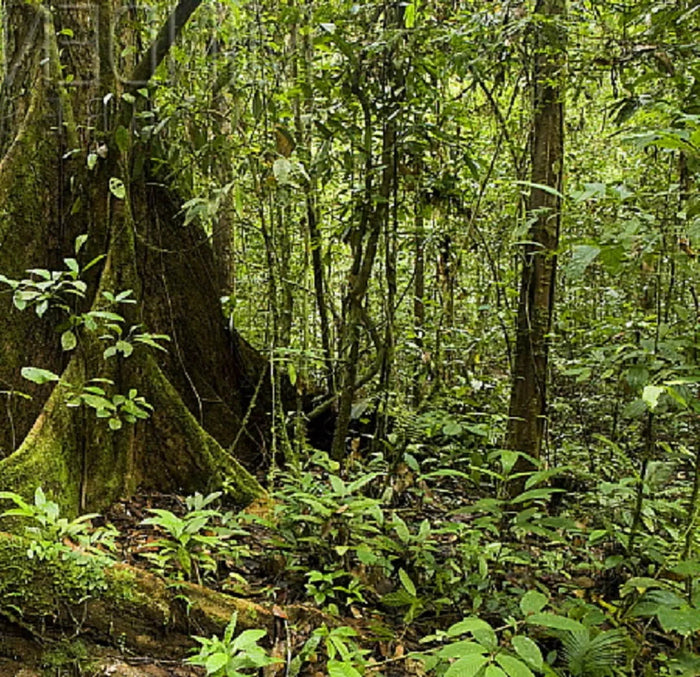 Meranti tree in the forest