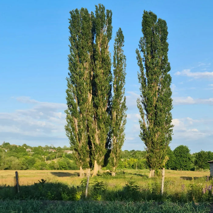 Poplar trees in the field