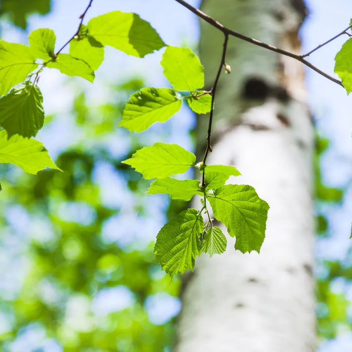 Birch tree with green leaves