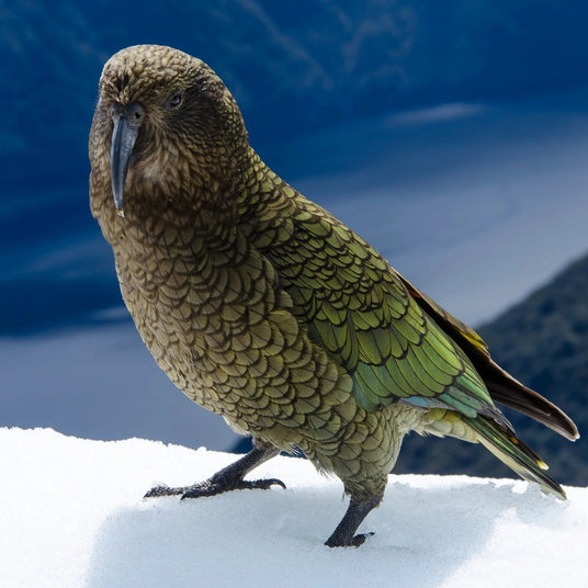 Kea Parrot by NZ plywood supplier Ply Online